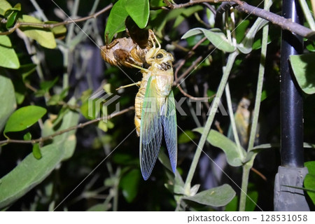 A brown cicada emerging from its cocoon A brown cicada emerging from its cocoon 128531058