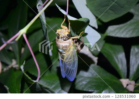 A brown cicada emerging from its cocoon 128531060