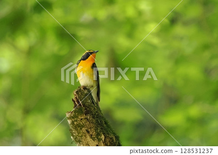 Narcissus flycatcher (male) Narcissus flycatcher (male) 128531237