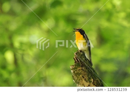 Narcissus flycatcher (male) 128531239