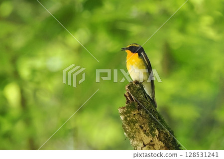 Narcissus flycatcher (male) 128531241