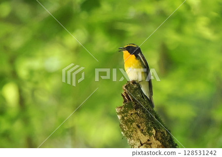 Narcissus flycatcher (male) Narcissus flycatcher (male) 128531242