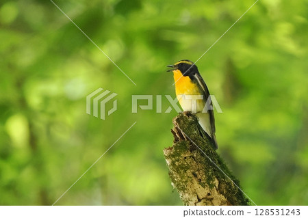Narcissus flycatcher (male) 128531243