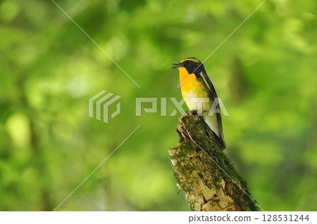 Narcissus flycatcher (male) 128531244