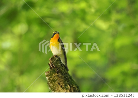 Narcissus flycatcher (male) Narcissus flycatcher (male) 128531245