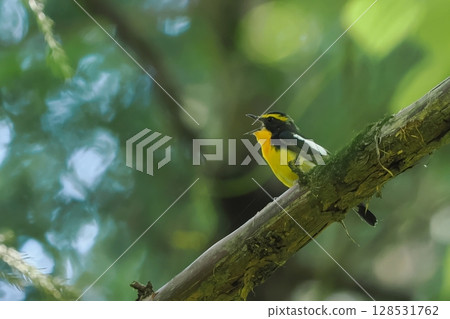 Narcissus flycatcher (male) 128531762