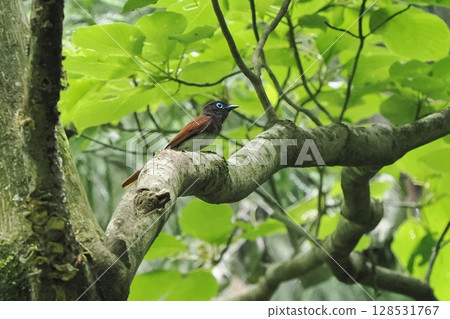 Male Paradise Flycatcher_Short Tail 128531767