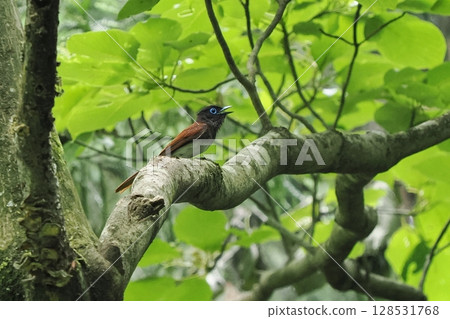 雄性天堂霸鶲_短尾 128531768