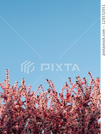 Blooming pink cherry tree flowers against clear blue sky, creating vibrant and colorful scene that captures essence of springtime beauty and renewal in nature. Pink cherry blossoms on bright blue sky 128532051