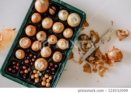 Onion and shallot sets and bulbs are being prepared for planting with onion peels scattered nearby and knife suggesting active preparation on white table. Gardening preparation, onion and shallot sets 128532099