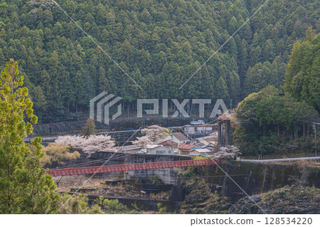 Akiba Dam and Senbonzakura in Hamamatsu City (Shizuoka Prefecture) 128534220