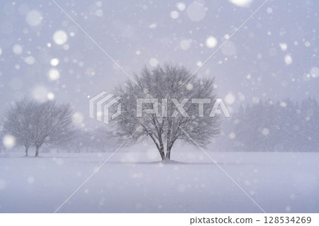 Trees in a fluffy snowball bokeh Trees in a fluffy snowball bokeh 128534269