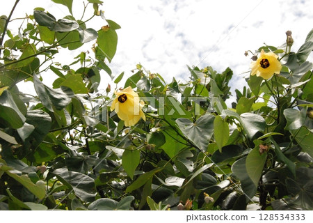 濱坊（Yuna）的黃色花朵（沖繩縣石垣島吹通川） 128534333