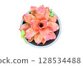 Hylaeaicum eleutheropetalum Flower PNG Transparent Background 128534488