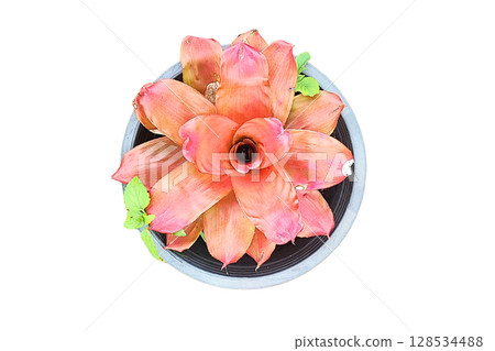 Hylaeaicum eleutheropetalum Flower PNG Transparent Background 128534488