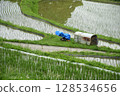 Scenery of rice terraces 128534656