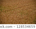 Wheat field 128534659