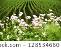 Scenery of rice field 128534660