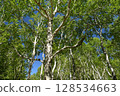 Looking up at the Erman's birch tree 128534663