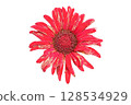 Barberton Daisy Flower PNG Transparent Background. 128534929