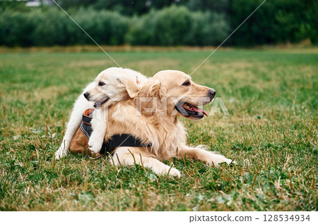 Two dogs are on the field outdoors. Adult and puppy golden retrievers 128534934