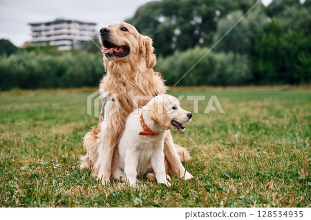 Two dogs are on the field outdoors. Adult and puppy golden retrievers Two dogs are on the field outdoors. Adult and puppy golden retrievers 128534935