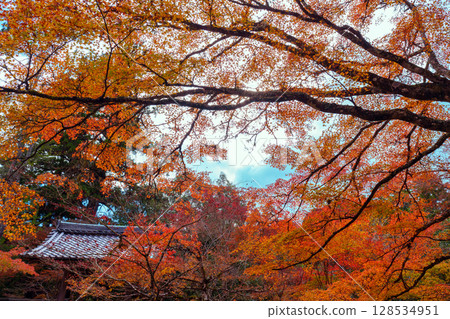Saigyoji在京都秋天 128534951