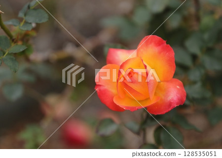 荒尾市少女公民花壇玫瑰花, 荒尾市少女公民花壇玫瑰花, 128535051