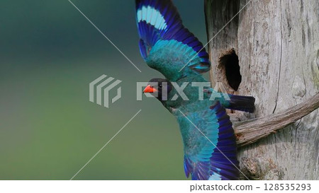 A roller busily carrying food to its nest A roller busily carrying food to its nest 128535293