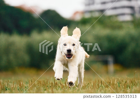 Front view. Active puppy of golden retriever is running on the green field Front view. Active puppy of golden retriever is running on the green field 128535313