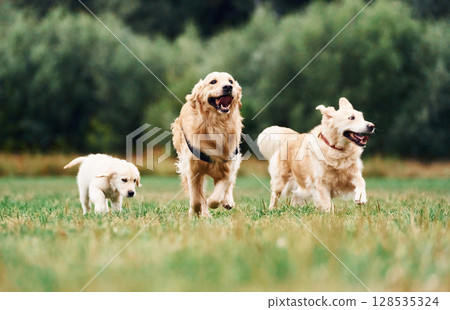 Three golden retrievers are running outdoors on the green field Three golden retrievers are running outdoors on the green field 128535324