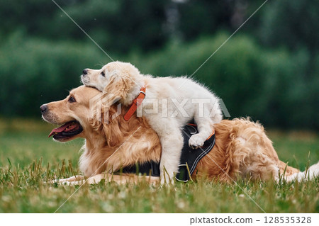 Adult and puppy golden retrievers. Two dogs are on the field outdoors Adult and puppy golden retrievers. Two dogs are on the field outdoors 128535328