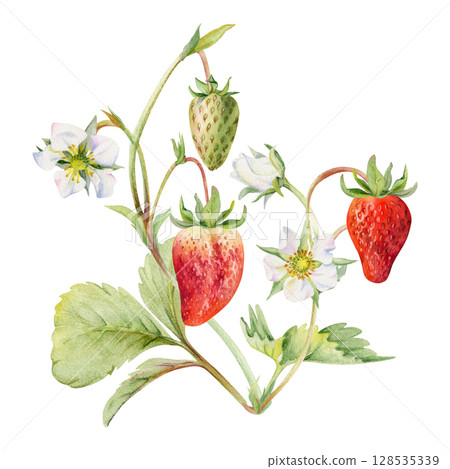 Strawberry on stems with flowers leaves vines tendrils, hanging ripe garden berry pineberry strasberry. Isolated botanical illustration hand drawn in watercolor. Farmers market, eco gardening calendar Strawberry on stems with flowers leaves vines tendrils, hanging ripe garden berry pineberry strasberry. Isolated botanical illustration hand drawn in watercolor. Farmers market, eco gardening calendar 128535339