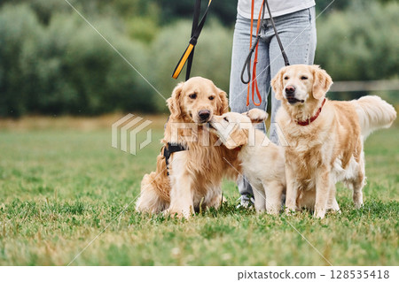 Focused close up view. Woman with beautiful dogs are in the field outdoors Focused close up view. Woman with beautiful dogs are in the field outdoors 128535418