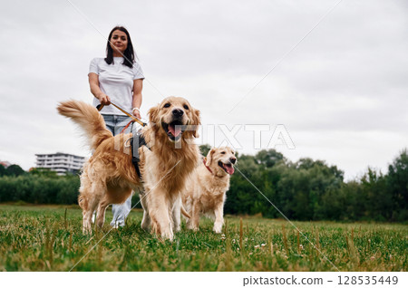 Standing and holding animals on the leash. Woman with beautiful dogs are in the field outdoors 128535449