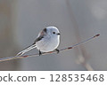 A cute Japanese long-tailed tit perched on a branch 128535468