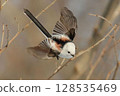 A long-tailed tit flies through the twigs 128535469