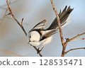 A Japanese long-tailed tit about to jump out from a branch 128535471