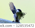 A great tit with a mouth full of nesting material 128535472