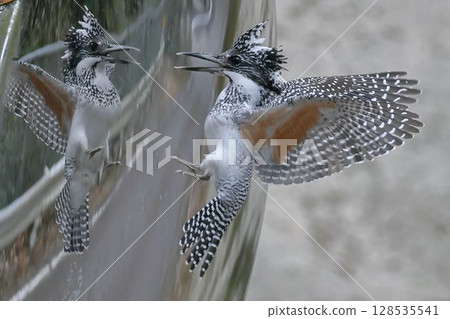 翠鳥在凸面鏡中愛上了自己 翠鳥在凸面鏡中愛上了自己 128535541