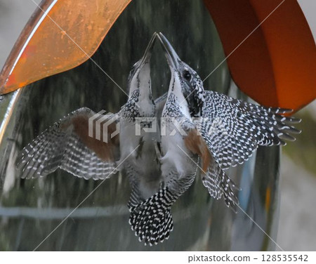 A kingfisher falls in love with itself in the car mirror and embraces it 128535542