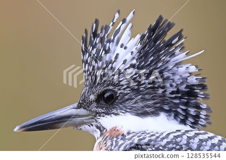 A close-up of a male kingfisher's throat 128535544
