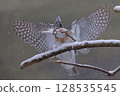 On a snowy day, a kingfisher catches two fish and prepares to land on a tree. 128535545