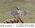 A kingfisher resting with its wings spread on a perch at the feeding area 128535546