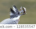A kingfisher repositions its prey 128535547