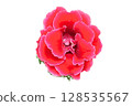 Sinningia speciosa Flower PNG Transparent Background 128535567