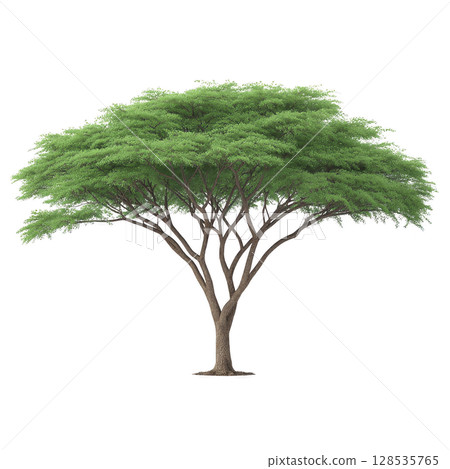 Lush green acacia tree with wide canopy and slender trunk stands isolated on transparency background, showcasing its natural beauty and intricate branch structure 128535765
