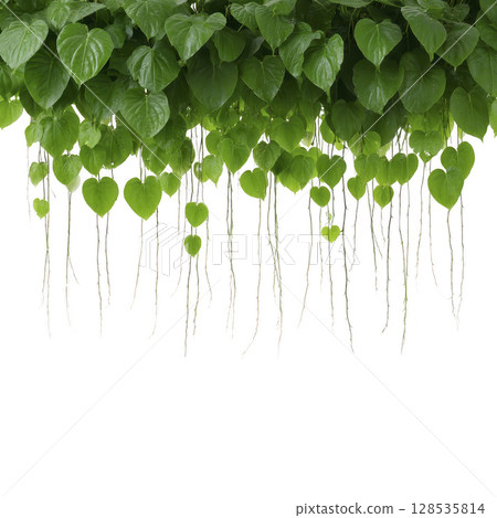 Lush green heart shaped leaves with long hanging roots create natural curtain effect against transparency background, evoking sense of tranquility and nature beauty 128535814