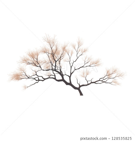 Delicate, artistic illustration of tree branch with soft, feathery leaves against transparent background, evoking sense of tranquility and nature beauty Delicate, artistic illustration of tree branch with soft, feathery leaves against transparent background, evoking sense of tranquility and nature beauty 128535825