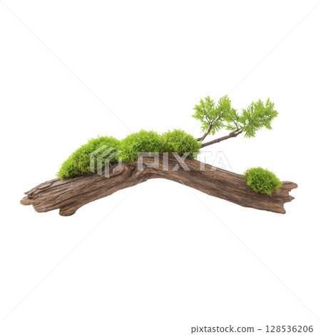 Piece of driftwood with vibrant green moss and small branch creates natural, serene composition. contrast between wood texture and lush moss adds visual interest Piece of driftwood with vibrant green moss and small branch creates natural, serene composition. contrast between wood texture and lush moss adds visual interest 128536206